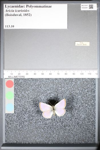 Media type: image;   Entomology 52081